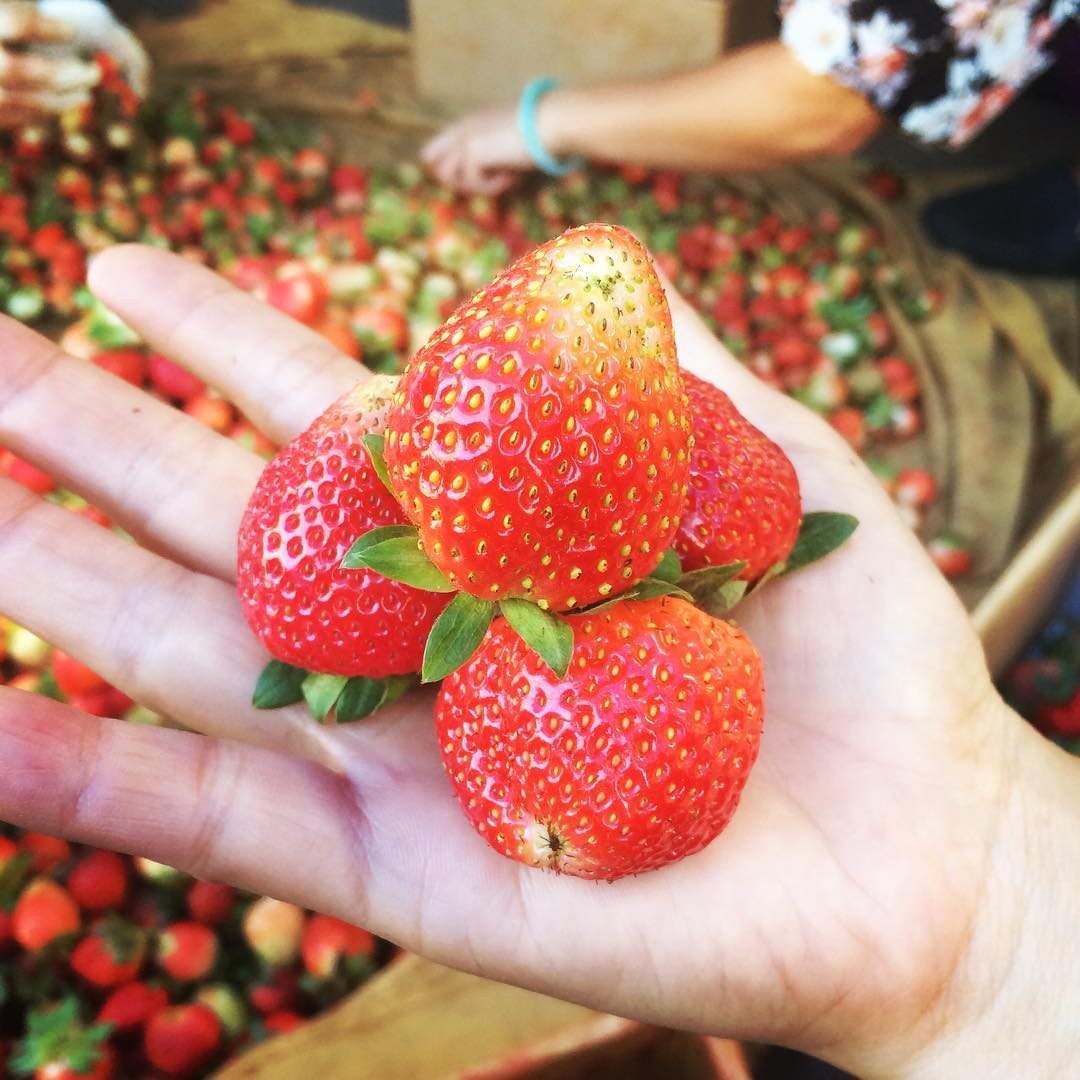 Experiences nature in the strawberry garden in Dalat