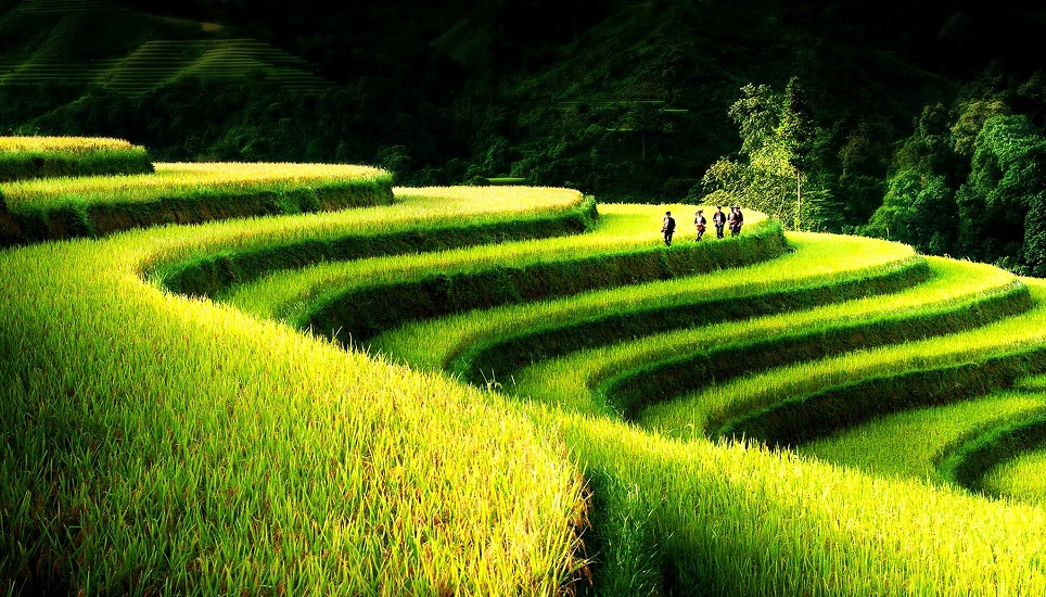 Terraced fields Hoang Su Phi - new national heritage of Vietnam