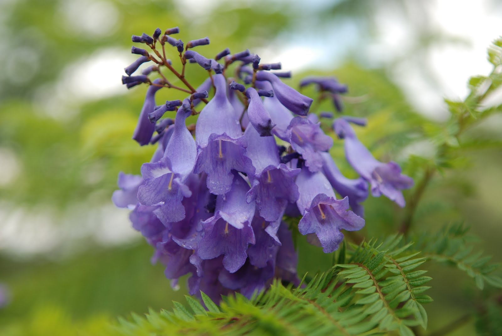 Dalat is beautiful in purple phoenix flower season
