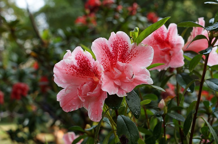 Sapa continues attract visitors with Azalea flower festival to be held in April next.