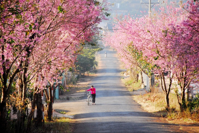 Tips on travelling to Dalat city in flower season.