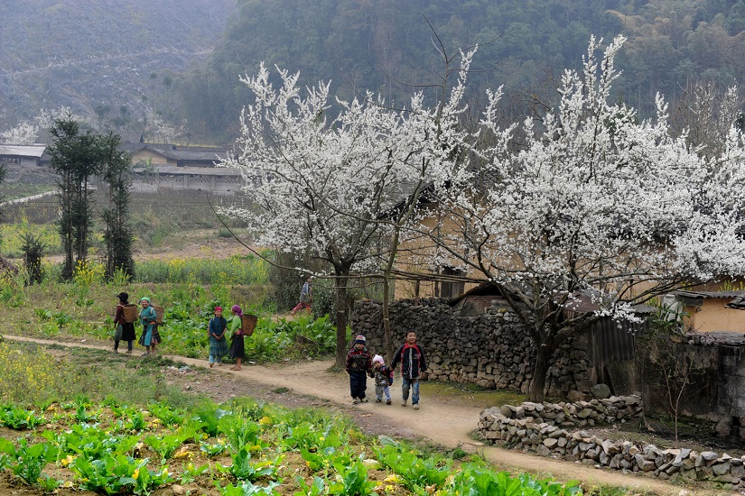Why can say: Ha Giang beautiful year round ?