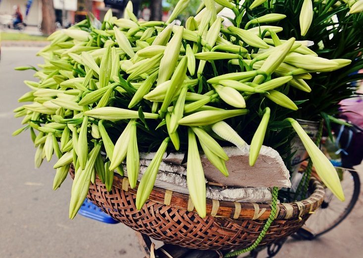 Travel to Hanoi in April you will see Madonna lily flowers on streets