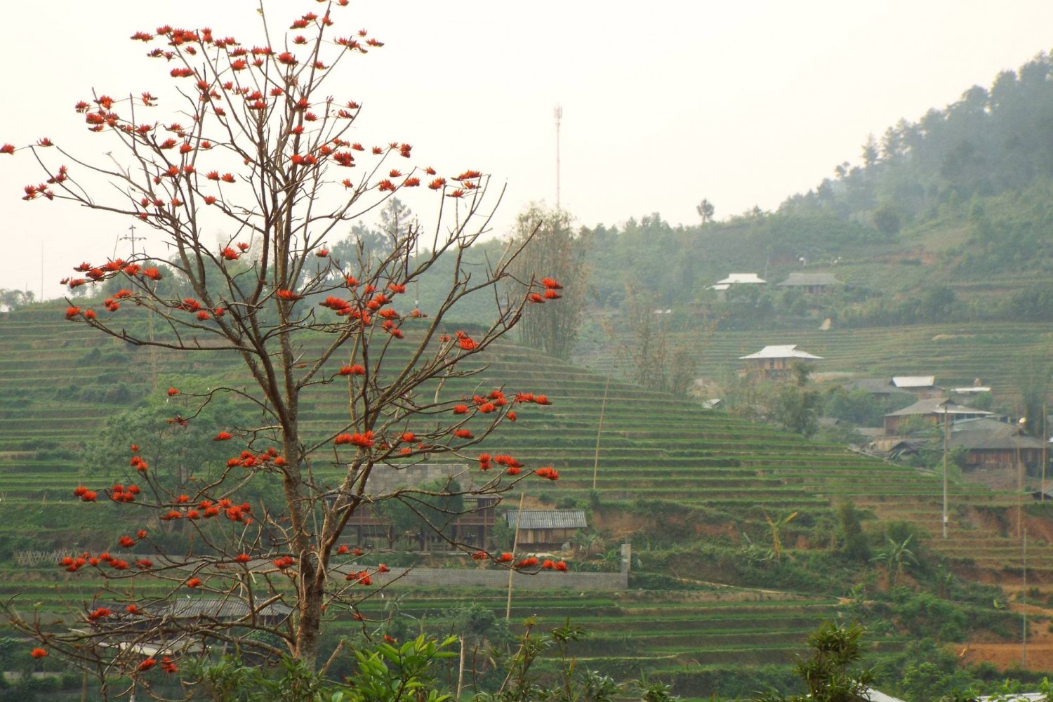 Enjoy red silk cotton trees in full bloom in Northwest Vietnam