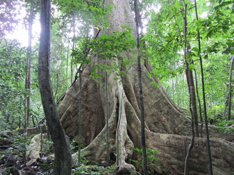Cat Tien National Park, Vietnam - a treasure trove of biodiversity that you should explore