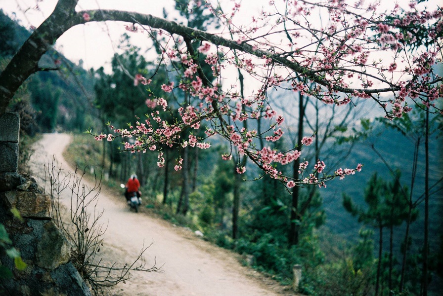  10 destinations must "check in" when visiting Moc Chau in the best beautiful season of the year
