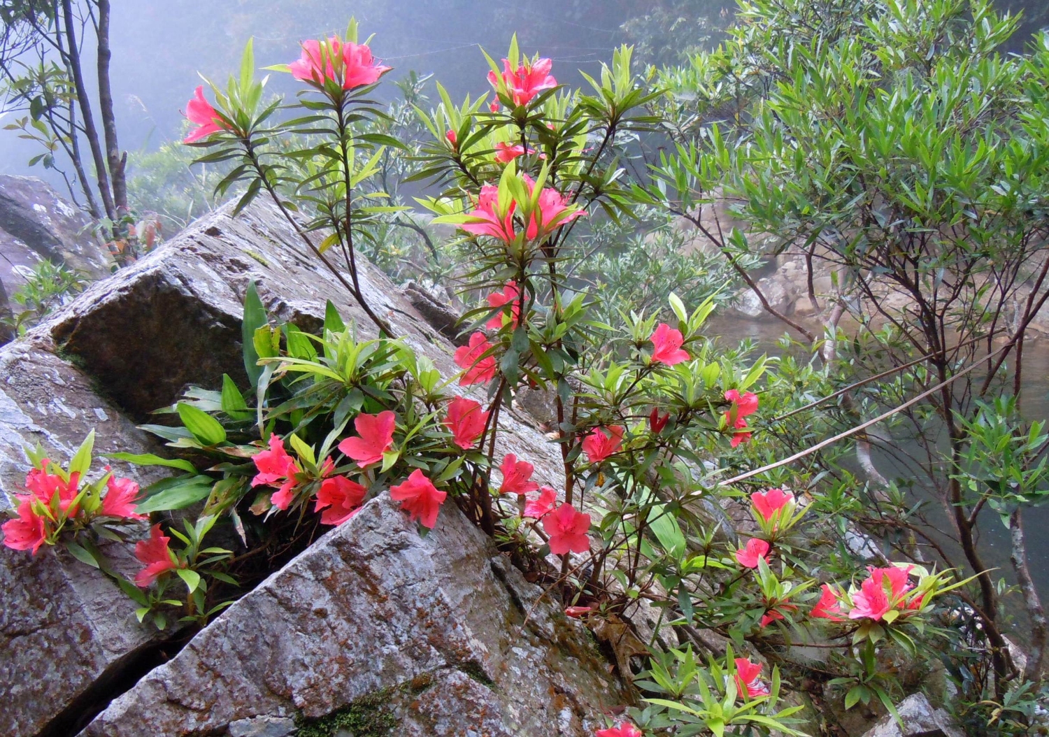 Watching top 7 most beautiful flowers in Sapa