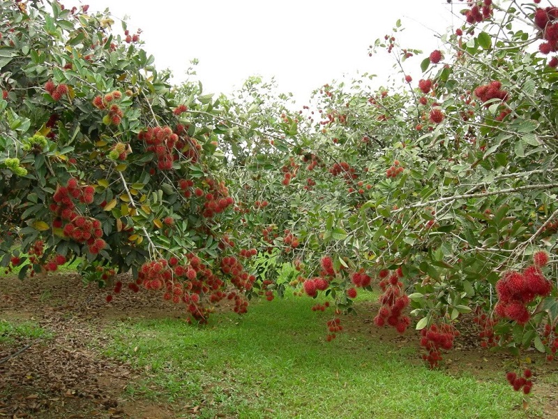 Come to 8 Fruit Gardens in western Vietnam to enjoy eating tropical fruits