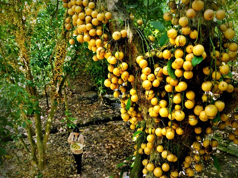 Come to 8 Fruit Gardens in western Vietnam to enjoy eating tropical fruits