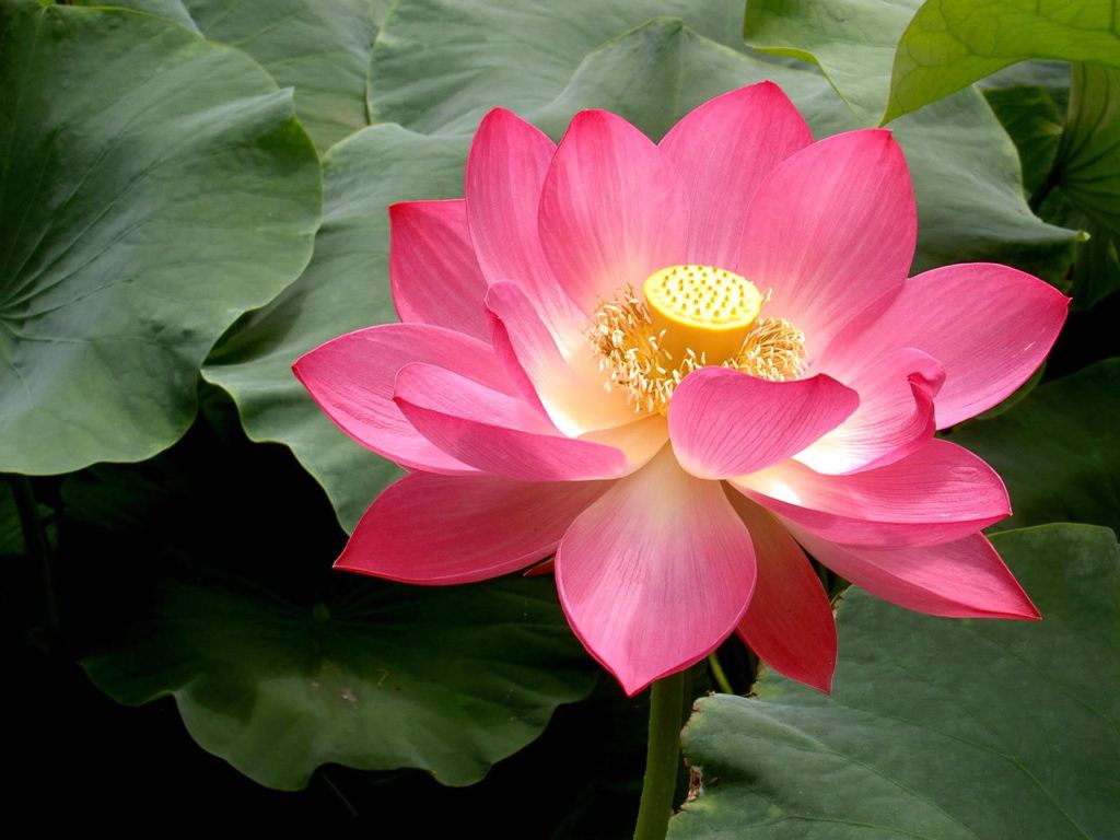 Lotus – Vietnam’s national flower, a symbol of divine beauty, a symbol of  Vietnamese Culture