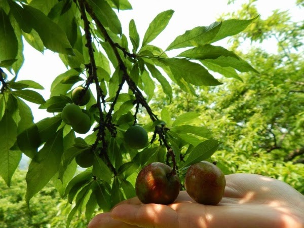 Moc Chau in May - Plum full of branches