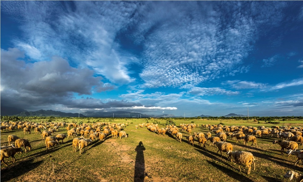Top 4 beautiful sheep farms in Vietnam