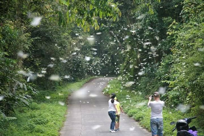 Are you ready to be overwhelmed by butterflies at Cuc Phuong National Park in Vietnam ?