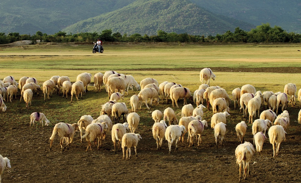 Top 4 beautiful sheep farms in Vietnam