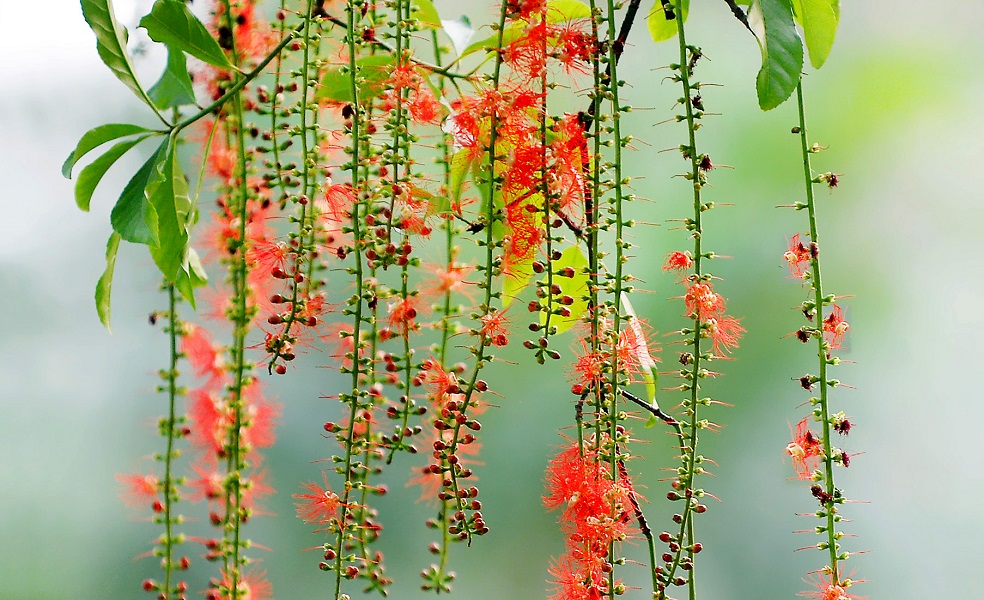 Loc Vung’s bloom season on the Hoan Kiem lake – the beauty of Hanoi city