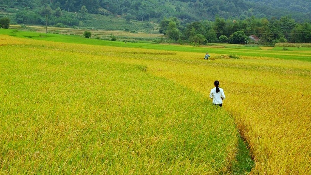 If you like the peaceful atmosphere, fresh air and natual beauty, Mai Chau is an ideal place to visit, especially Mai Chau in the ripen rice season.