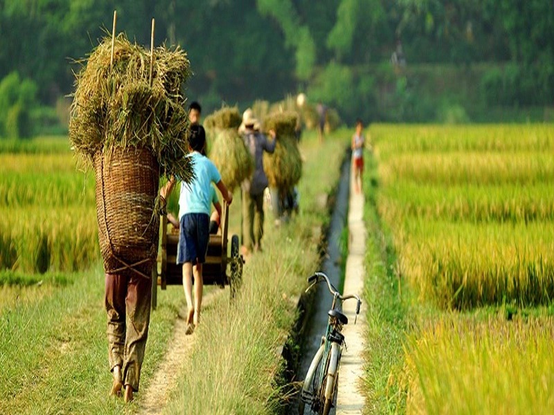 Watching Mai Chau in ripen rice season
