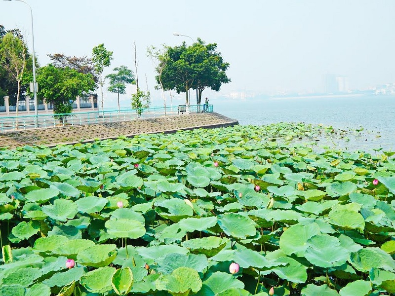 Enjoy a cup lotus tea on Hanoi’s West Lake