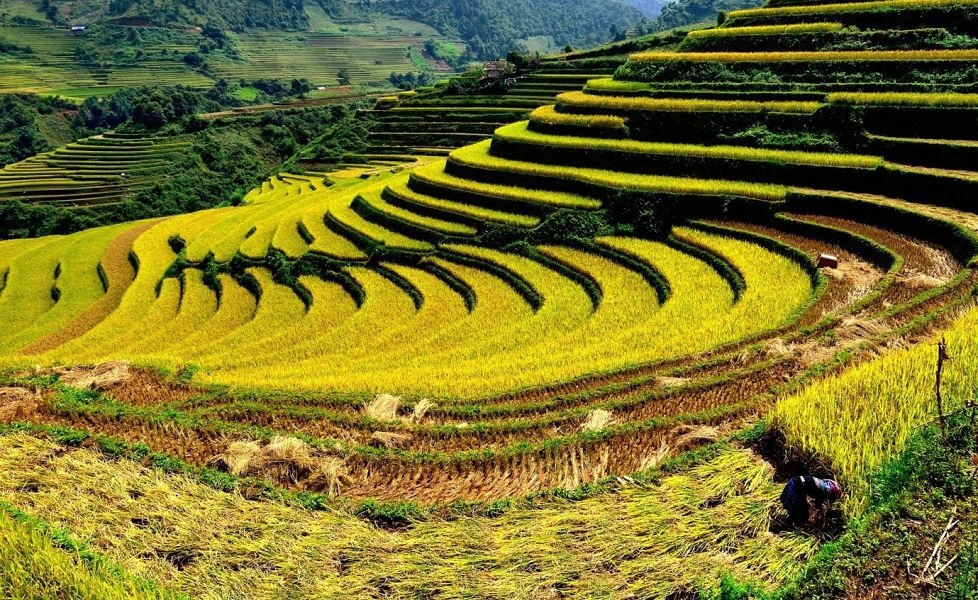 Visit fantastic terrace rice fields in Mu Cang Chai in October