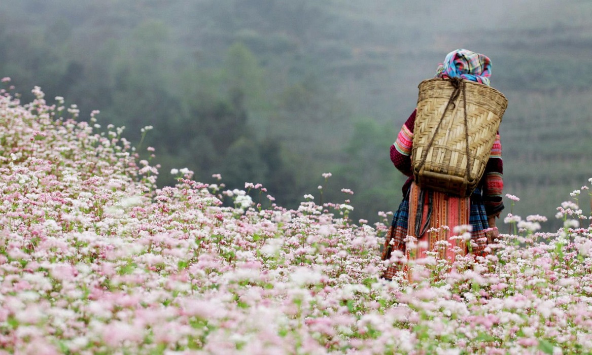 Find out: Flower by season and region in Vietnam.