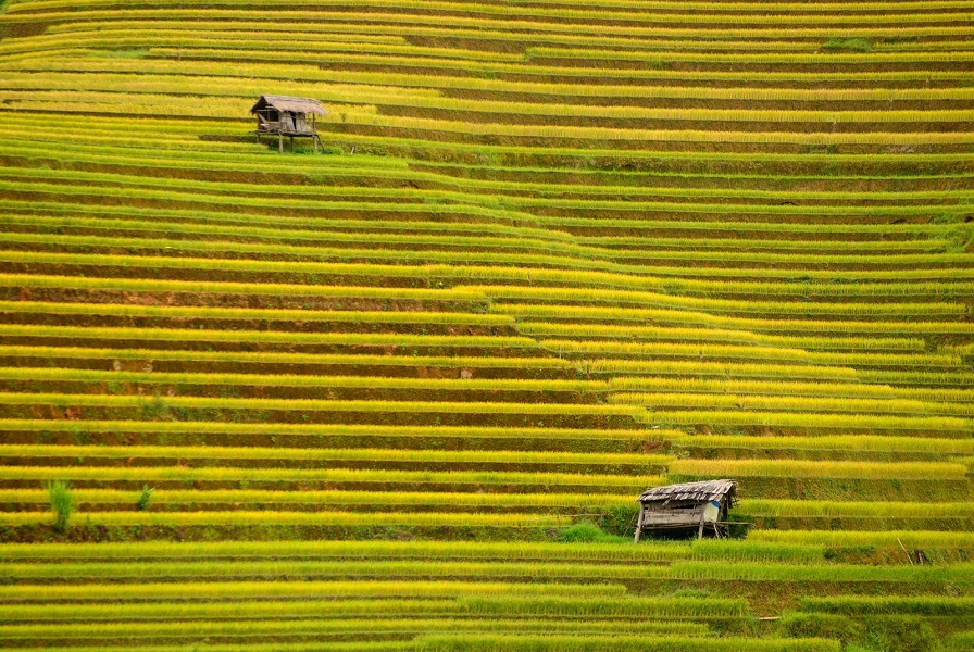  Tu Le Valley (Mu Cang Chai) boasts exceptionally beautiful rice fields at harvest time