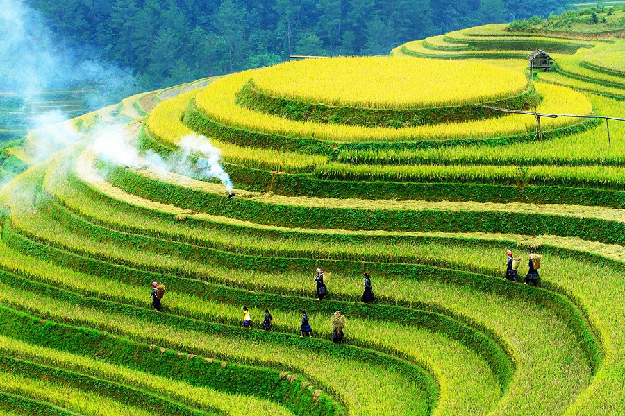 Top 5 the most places to see beautiful terraced rice fields in Northern Vietnam