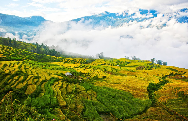 Top 5 the most places to see beautiful terraced rice fields in Northern Vietnam
