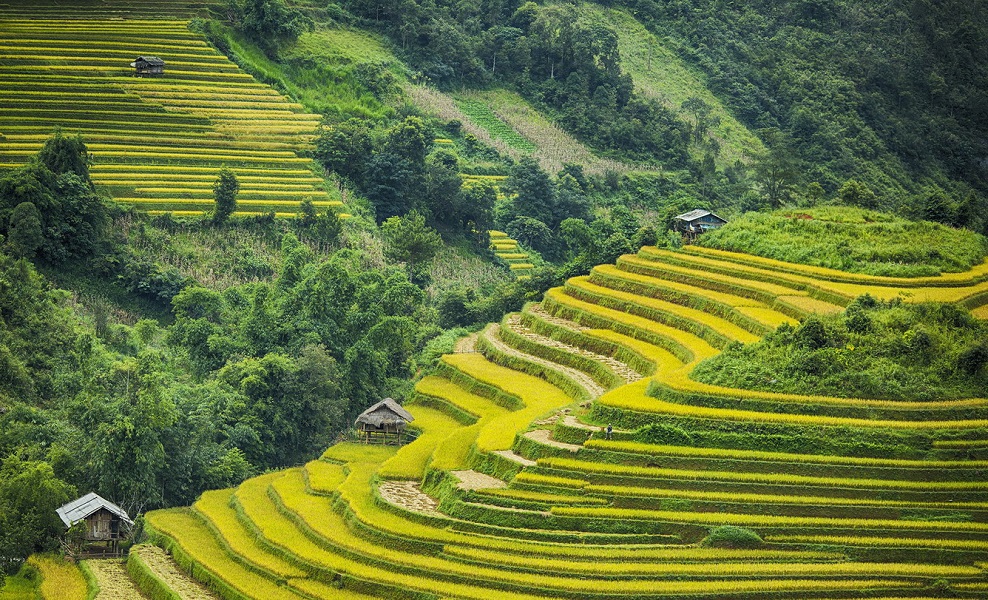 Harvest season in Northwest Vietnam is comming soon