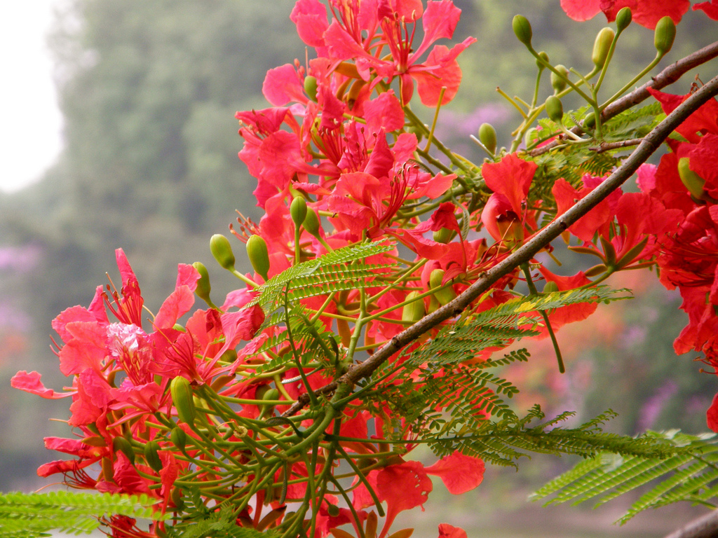 Find out: Flower by season and region in Vietnam