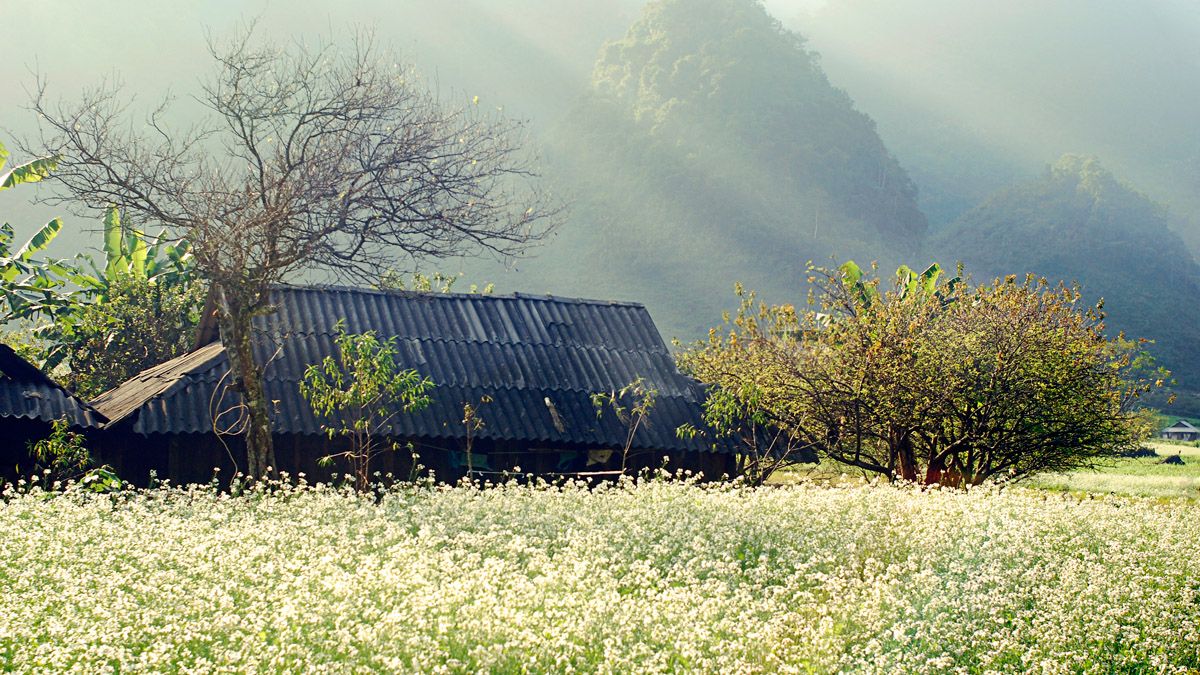 Buckwheat Flower Season in Ha Giang ?
