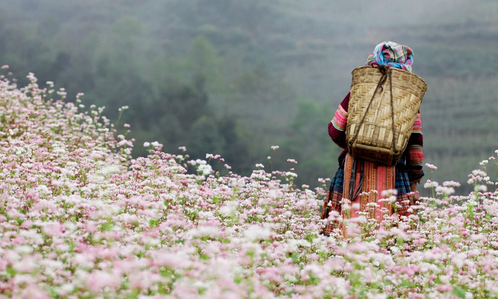Buckwheat Flower Season in Ha Giang ?