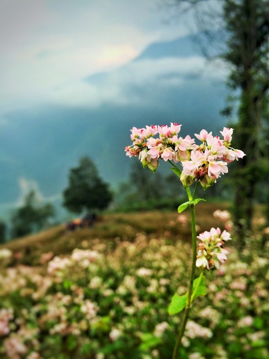 All the things to know about the Buckwheat Flower in Ha Giang