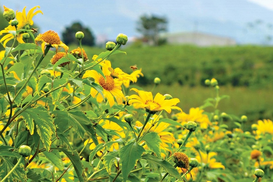 Seeing Beauty of Autumn in Da Lat with yellow wild sunflowers 