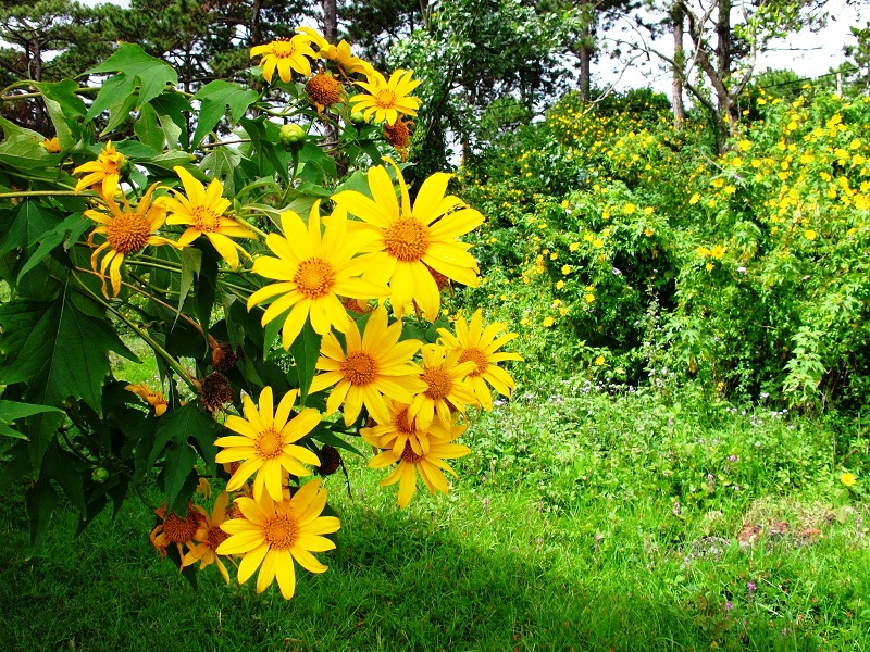 Seeing Beauty of Autumn in Da Lat with yellow wild sunflowers 