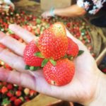 Experiences nature in the strawberry garden in Dalat