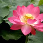 Lotus – Vietnam’s national flower, a symbol of divine beauty, a symbol of Vietnamese Culture