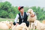 Sheep farms in Vietnam