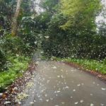 Are you ready to be overwhelmed by butterflies at Cuc Phuong National Park in Vietnam ?