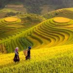 Harvest season in Northwest Vietnam is comming soon