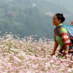 Buckwheat flower festival 2017 in Ha Giang province